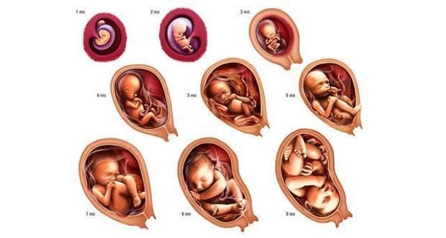 Quá trình phát triển của thai nhi theo từng tháng
