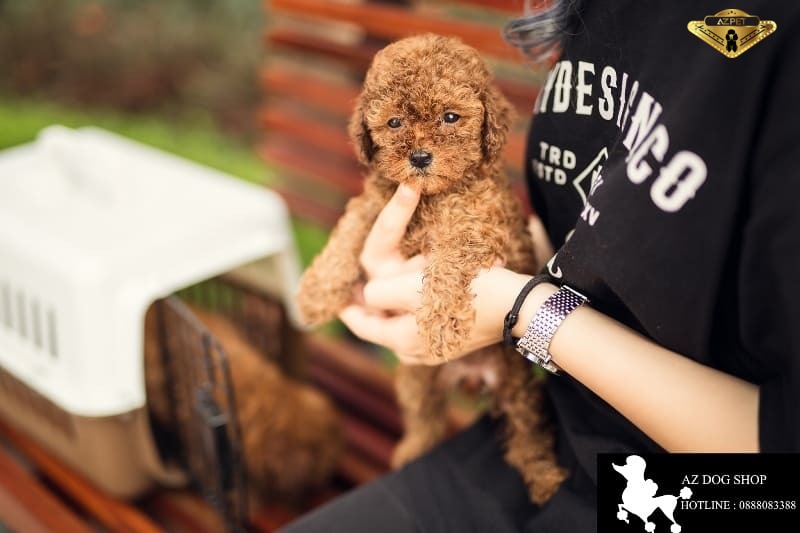 Có nên mua chó poodle giá rẻ không? Địa chỉ bán chó uy tín