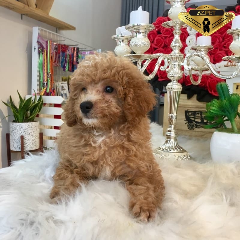 Chó poodle ăn gì theo từng độ tuổi? Lưu ý khi cho chó ăn
