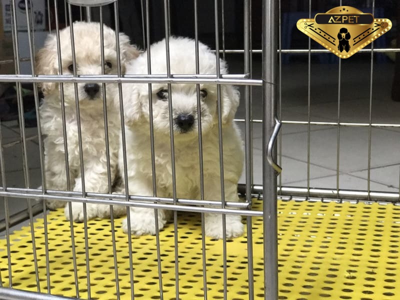 Chó poodle lai với chó nào được? Địa chỉ mua chó uy tín