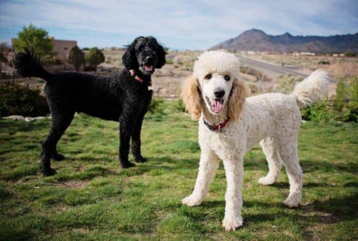 Mua chó poodle khổng lồ bao nhiêu tiền?