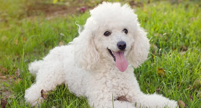 Kinh nghiệm mua chó poodle ở Hà Nội và địa chỉ mua hàng uy tín