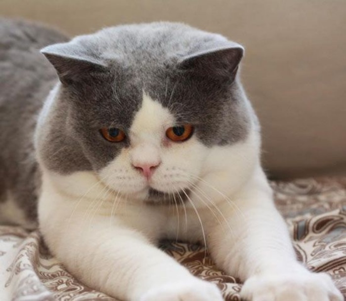 Địa chỉ mua mèo anh lông ngắn 2 màu uy tín