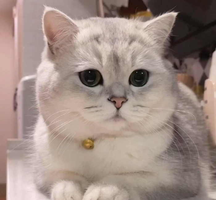 Mua mèo anh lông ngắn màu silver ở đâu, giá bao nhiêu?
