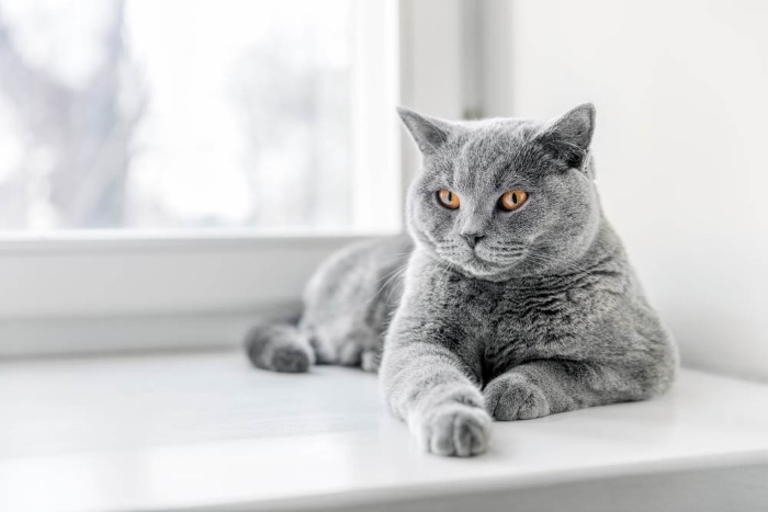 Mua mèo anh lông ngắn bao nhiêu tiền? Cập nhật giá mới nhất hiện nay